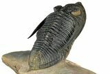 Impressive Zlichovaspis Trilobite - Orange Eye Facets #357350-5